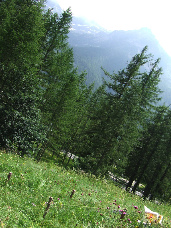 un metro quadrato di  paradiso - parco del gran paradiso